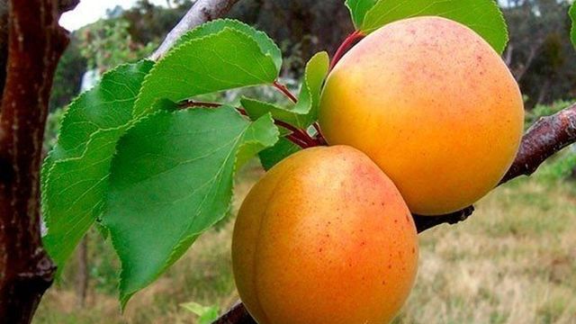 Описание абрикоса Алеша – особенности сорта и уход за деревом