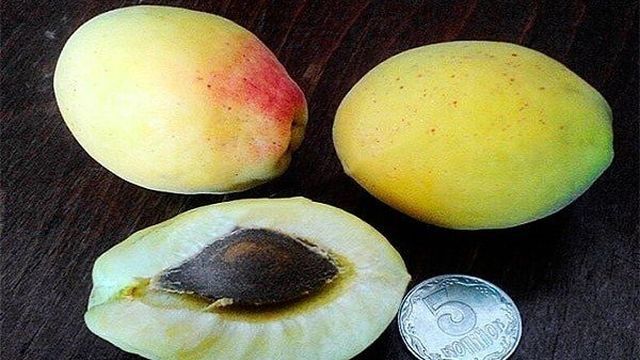 Описание и характеристика сорта абрикоса Шалах Ананасный и Цурупинский, урожайность и выращивание