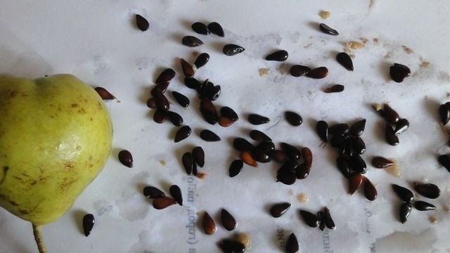 Как вырастить грушу из семечки в домашних условиях