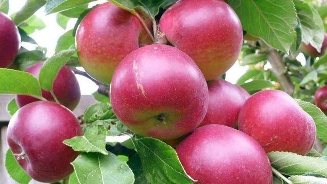 Чем подкормить яблоню во время и до цветения весной