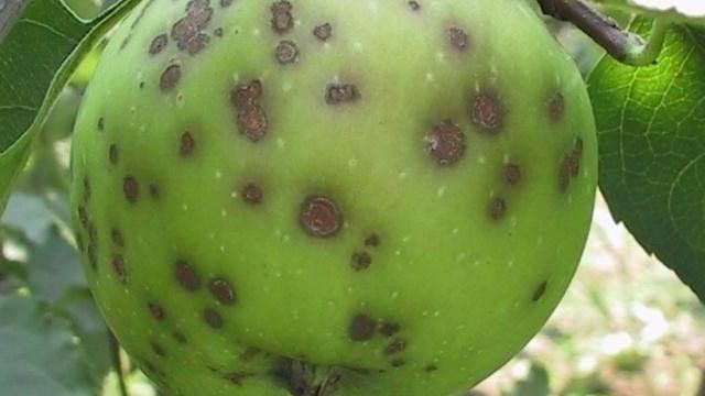 Обработка яблонь от вредителей и болезней, когда когда опрыскивать и как правильно это делать