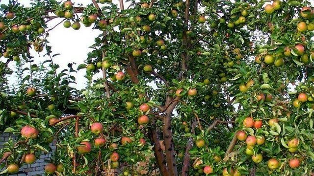 Сорт карликовой яблони Жигулевское