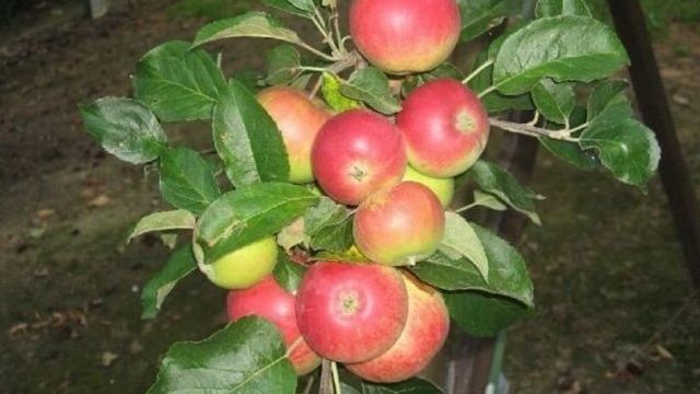 Описание сорта яблони Мантет: фото яблок, важные характеристики, урожайность с дерева