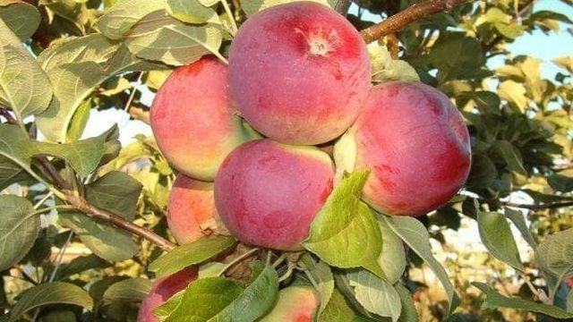 Яблоня Орлик: описание сорта, отзывы и опылители