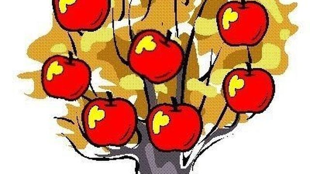Сорт яблок фонарик: самая важная информация