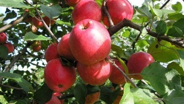 Яблоня Пепин шафранный: описание сорта с фото, отзывы