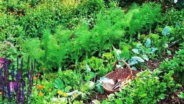 Что посадить на огороде: когда и как сажать, список овощей и ягод