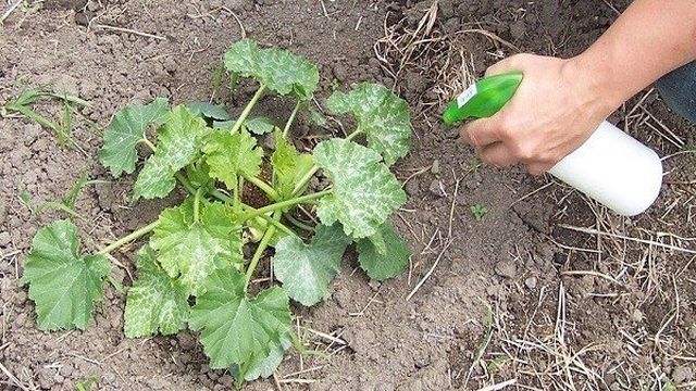 Как правильно выращивать и ухаживать за кабачками в открытом грунте