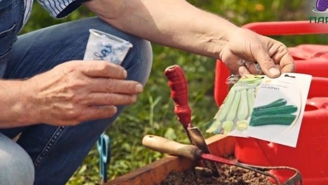 Как сеять семена кабачков
