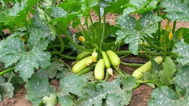 Как получить ранний урожай кабачков, тонкости и секреты