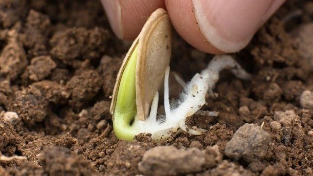Сейте семена кабачков ребром для постепенного созревания плодов