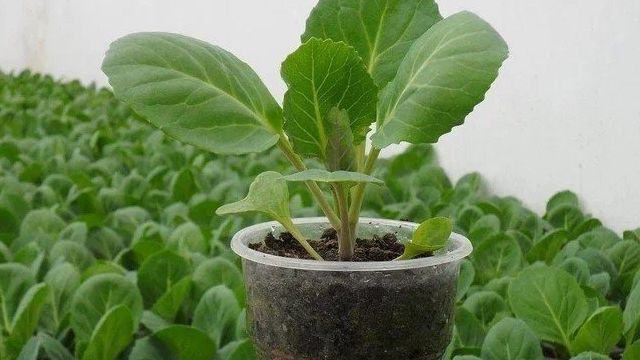 5 советов по выращиванию хорошего урожая капусты
