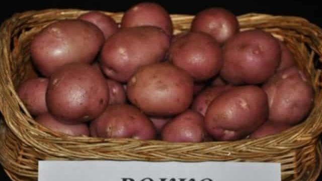 Картофель Рокко: описание сорта, фото, отзывы о вкусовых качествах, урожайности и выращивании, характеристика огородников о семенной картошке