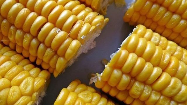 Сырая кукуруза: польза и вред для здоровья, чем полезны свежие початки, можно ли их есть
