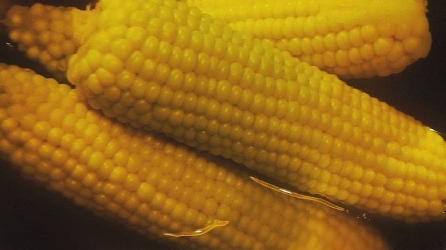 Кукуруза в домашних условиях