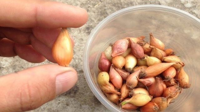 Выращивание из лука-севка репчатого: урожайность, уход в открытом грунте, а также сколько вырастает из 1 кг, как правильно произвести посадку, что подготовить