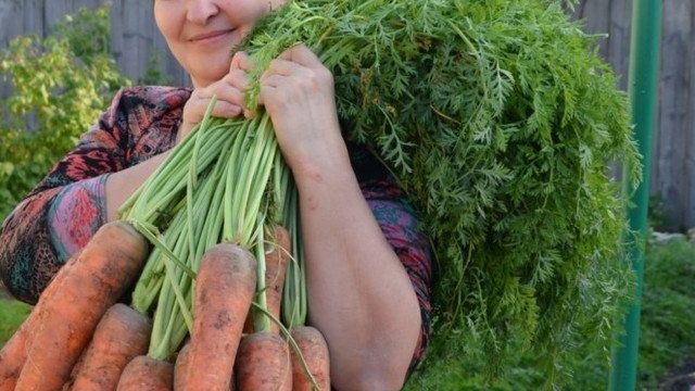 Агротехника моркови