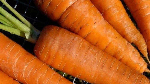 Лучшие сорта моркови: названия, описание, отзывы