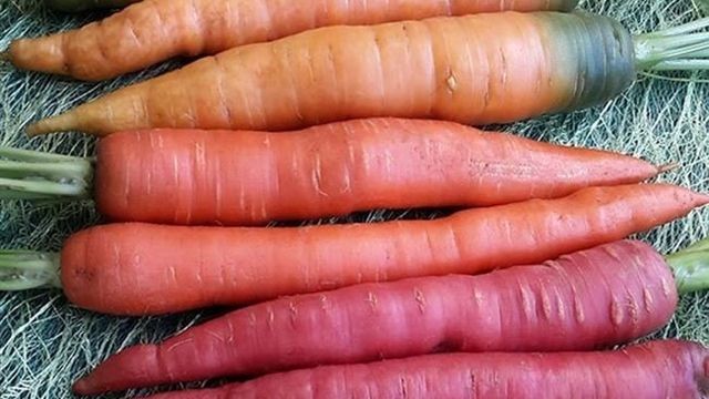 Морковь Балтимор F1 — высокоурожайный крупный гибрид