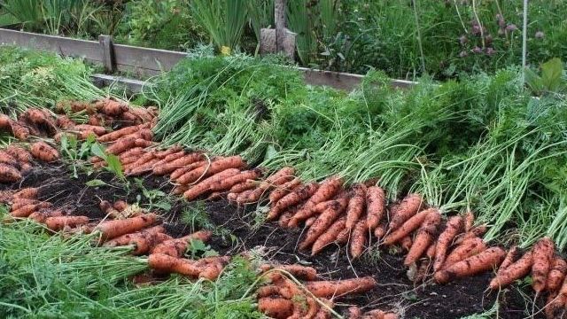 Когда убирать морковь на Урале: какие сроки для уборки урожая в этом году, как правильно выкапывать морковь с грядки на хранение