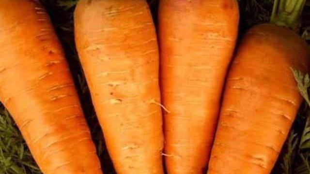 Как вырастить хороший урожай моркови на даче