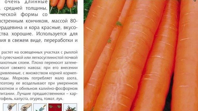 Морковь Император: описание сорта, отзывы, фото