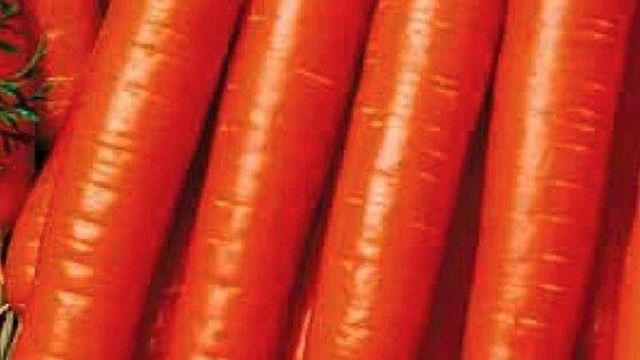 Лучшие сорта моркови для Подмосковья