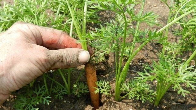 Выращивание моркови. Важные советы по уходу за морковью