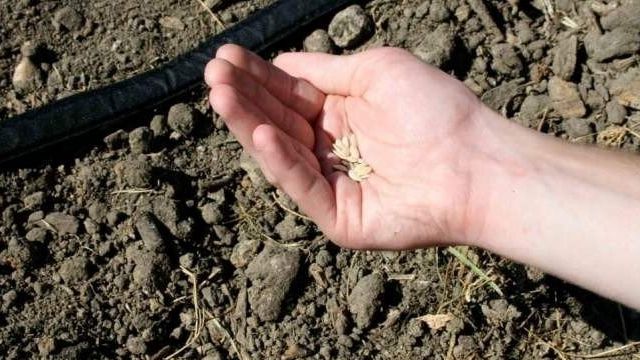 Огурец Гинга F1: описание и особенности сорта, посев семян, выращивание в теплице, открытом грунте, отзывы