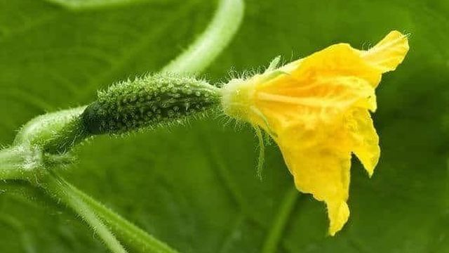 5 причин, почему не цветут огурцы