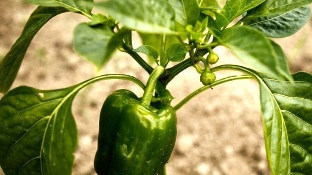 Рассада перца — подготовка семян, посев и выращивание