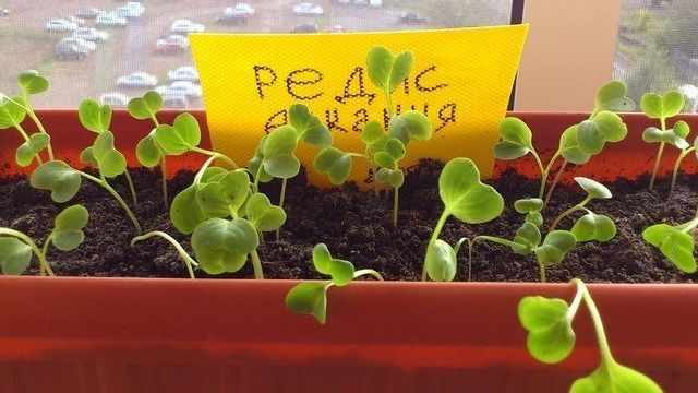 Выращивание редиса на подоконнике из семян: можно ли вырастить в квартире весной или зимой, как посадить дома, какие нужны условия, сколько времени уходит на рост? Дача эксперт