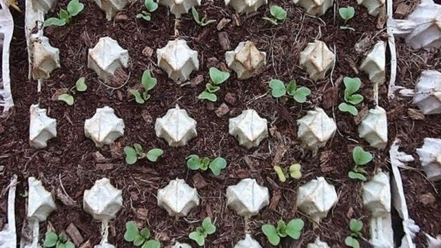Посадка редиса в ячейки из-под яиц: посев семян в кассеты для выращивания дома на подоконнике и на даче и как сажать в лотки и поливать всходы в яичных клетках