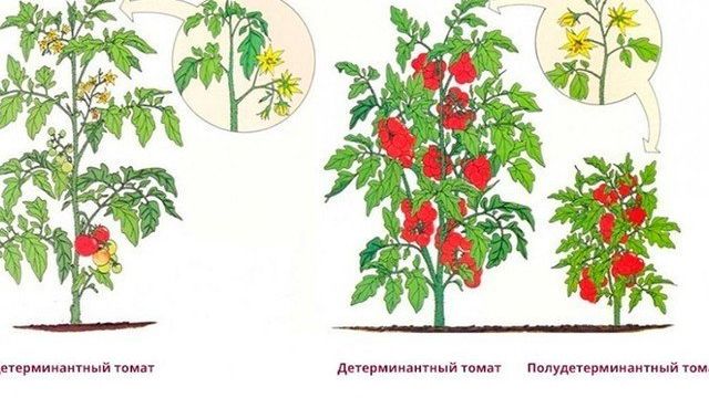 Как формировать детерминантные помидоры: пасынкование кустов в теплице и открытом грунте, схема выращивания и правильного ухода за сортом