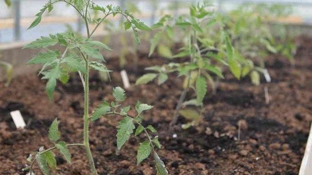 Уход за помидорами после посадки: советы, как его организовать, начиная с полива семян и до мульчирования почвы для хорошего урожая, а также фото кустов томатов