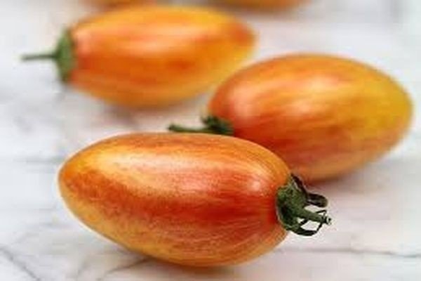 Сорт помидор сливки lycopersicon