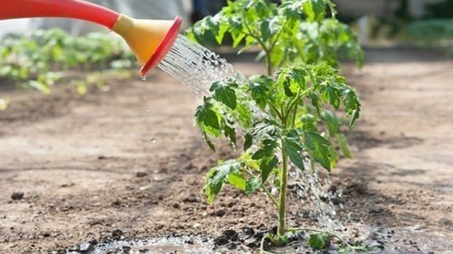 Выращивание помидоров в теплице: сорт, преимущества, укрытие, дата посадки, полив, подкормка