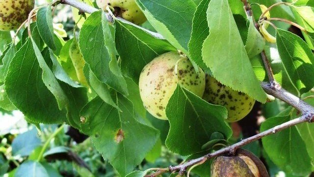 Лечение клястероспориоза косточковых плодовых деревьев, чем опасна дырчатая пятнистость