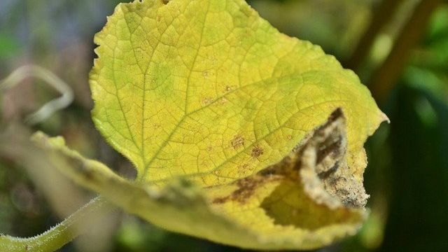 Почему у огурцов желтеют и сохнут листья и что с этим делать