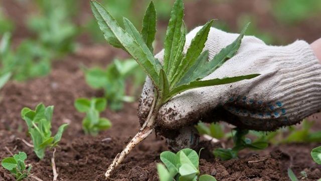 Методики борьбы с сорняками на огороде: агротехнические, естественные враги и химические препараты