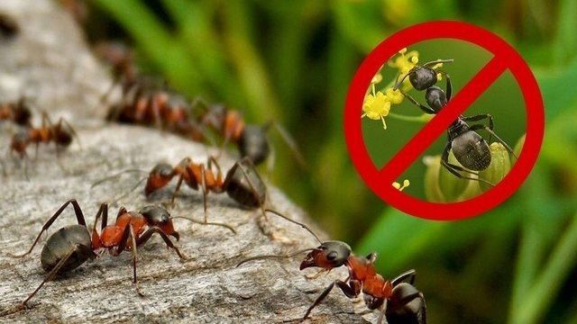 Как уничтожить муравейник на участке