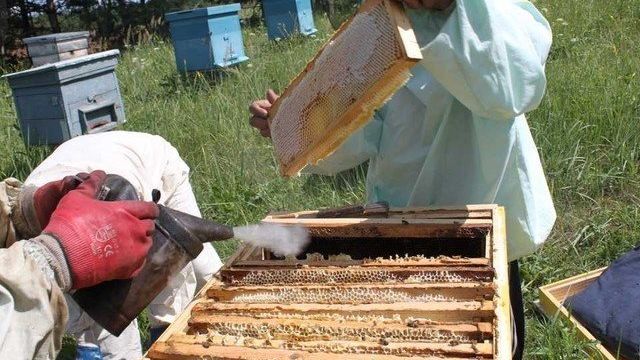 Медосбор пчел: фото, видео, секреты получения больших медосборов