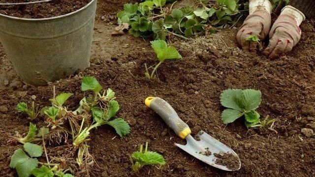 Чем подкормить сад, огород и цветник в конце сезона