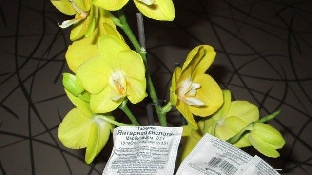 Янтарная кислота для орхидей: как правильно разводить таблетки и применять средство для подкормки, стимуляции и лечения растений, в каких случаях нужно поливать или опрыскивать цветок?