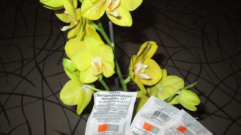 Янтарная кислота для орхидей