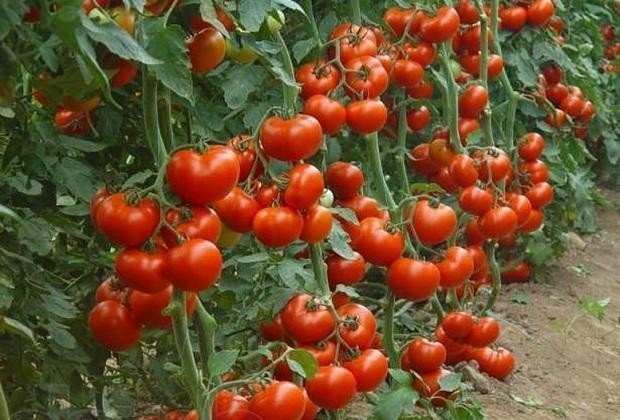 Сорт краснобай помидоры