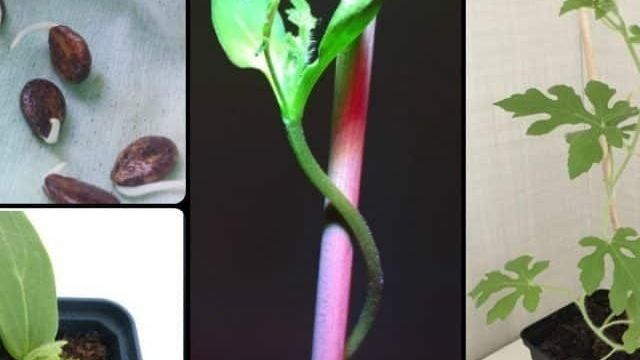 Как вырастить арбуз дома из косточки