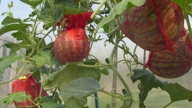 Выращивание арбузов в теплице из поликарбоната