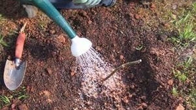 Посадка садовой ежевики и уход за ней: рекомендации по подготовке грунта и выборе сезона для высаживания