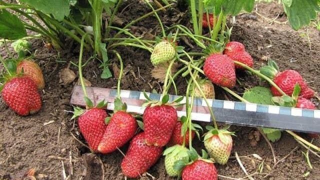 Выращивание клубники в теплице: способы, популярные сорта, подготовка рассады, особенности посадки, оптимальные условия для выращивания